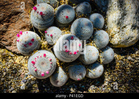 Un groupe de Silken pincushion cactus avec leur poilu comme les pics et fleurs rose dans une zone d'ombre, originaire du Mexique Banque D'Images