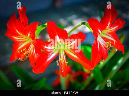 Trois fleurs et rouge vif vif et blanc Amaryllis Lillies dans jardin avec feuillage vert flou en arrière-plan Banque D'Images