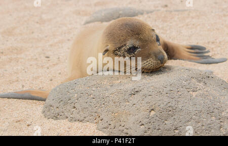 Bébé Lion de mer Galapagos reposant sur un rocher dans l'île Seymour Nord après avoir joué dans le soleil avec ses frères et sœurs. Banque D'Images