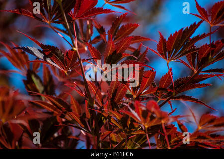 Quelques feuilles d'automne. Banque D'Images