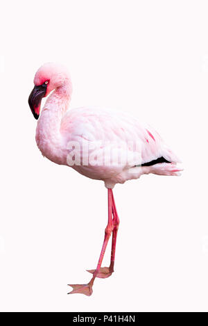 Flamant rose isolé sur fond blanc, vu en Namibie, Afrique Banque D'Images