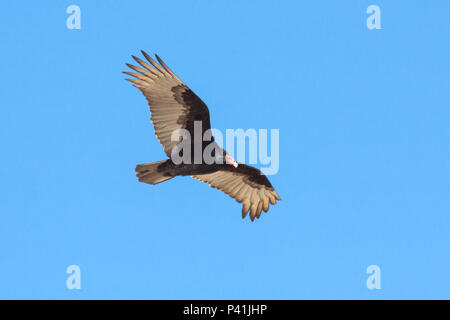 Urubu s'élève contre un ciel bleu pur Banque D'Images