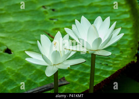 Victoria Amazonica lily Banque D'Images