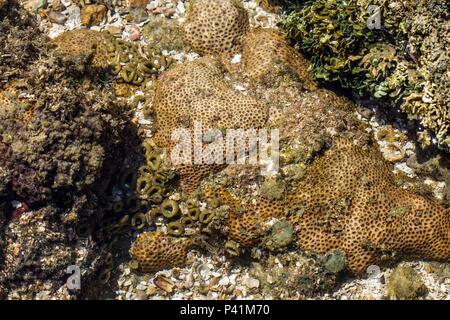 Porto de Galinhas - Ipojuca-PE recifes de corais corais de Porto de Galinhas Natureza biodiversidade marinha mar oceano peixes Oceano Atlântico Praia jangada Verão Turismo Passeio Viagem Porto de Galinhas Ipojuca Pernambuco Nordeste Brasil Banque D'Images