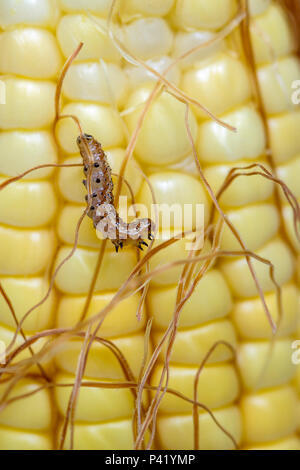 LAGARTA DA ESPIGA lagarta Lagarta do Milho Helicoverpa zea praga do Milho Faune inseto Natureza Milho Espiga de Milho alimento Banque D'Images