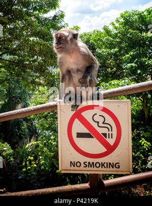 Les jeunes macaques à longue queue assis sur d'interdiction de fumer dans les grottes de Batu, Selangor, Malaisie Banque D'Images