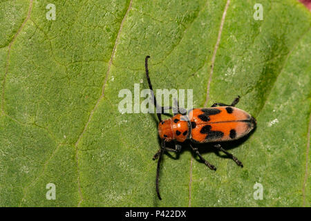 L'asclépiade rouge Tetraopes tetrophthalmus (Coléoptère) Banque D'Images