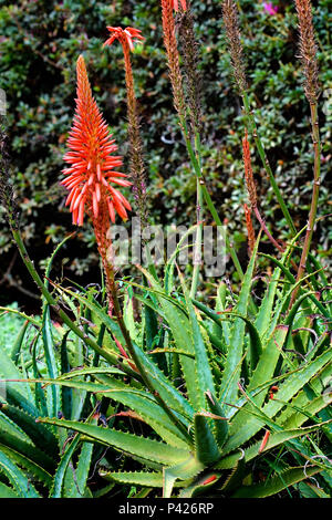 Babosa ; Aloe Barbadensis l'Aloe vera,;São Paulo ; Estado de São Paulo, Brasil Banque D'Images