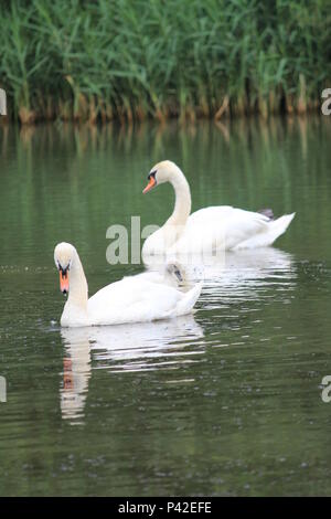 Famille Swan dans ville aprk Nijmegen Banque D'Images