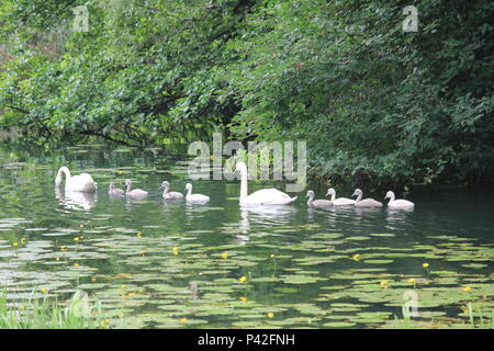 Famille Swan dans ville aprk Nijmegen Banque D'Images