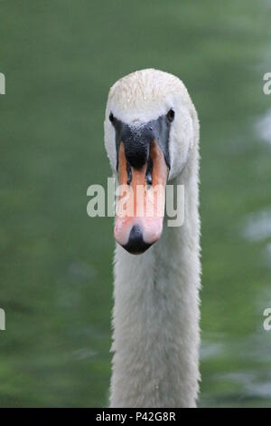 Famille Swan dans ville aprk Nijmegen Banque D'Images