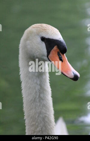 Famille Swan dans ville aprk Nijmegen Banque D'Images