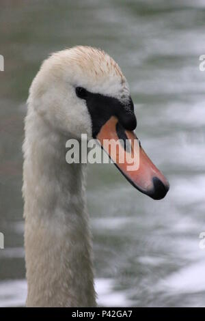 Famille Swan dans ville aprk Nijmegen Banque D'Images