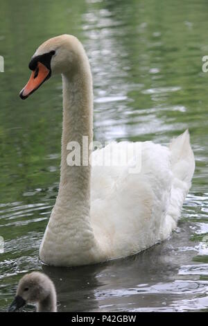 Famille Swan dans ville aprk Nijmegen Banque D'Images