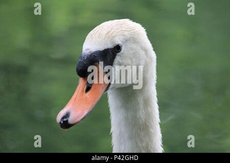 Famille Swan dans ville aprk Nijmegen Banque D'Images