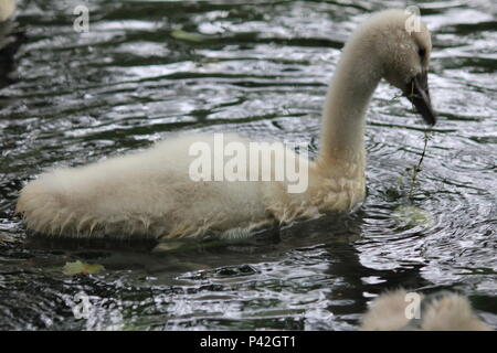 Famille Swan dans ville aprk Nijmegen Banque D'Images