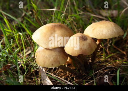 Champignons sauvages poussant dans un cluster Banque D'Images