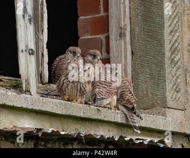 Preston, Royaume-Uni. 20 juin 2018. Une famille de jeunes faucons à la maison dans une vieille grange, à l'effritement, Preston, Lancashire. Crédit : John Eveson/Alamy Live News Banque D'Images