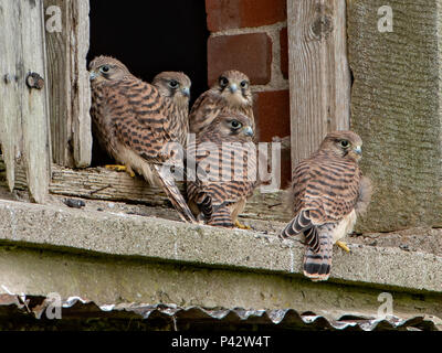 Preston, Royaume-Uni. 20 juin 2018. Une famille de jeunes faucons à la maison dans une vieille grange, à l'effritement, Preston, Lancashire. Crédit : John Eveson/Alamy Live News Banque D'Images