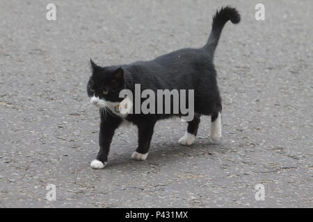 Londres, Royaume-Uni. 20 juin 2018. Palmerston le résident chef Mouser du Foreign & Commonwealth Office à Downing Street Crédit : amer ghazzal/Alamy Live News Banque D'Images