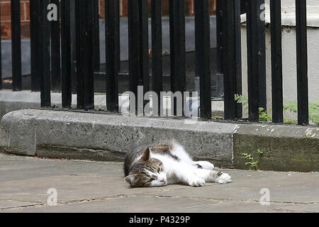 Londres, Royaume-Uni. 20 juin 2018. Larry le 10 Downing Street Cat et chef de Mouser pour le Bureau du Cabinet et le chef résident Palmerston Mouser du Foreign & Commonwealth Office en relaxant Downing Street Crédit : Dinendra Haria/Alamy Live News Banque D'Images