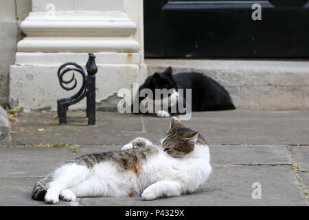 Londres, Royaume-Uni. 20 juin 2018. Larry le 10 Downing Street Cat et chef de Mouser pour le Bureau du Cabinet et le chef résident Palmerston Mouser du Foreign & Commonwealth Office en relaxant Downing Street Crédit : Dinendra Haria/Alamy Live News Banque D'Images