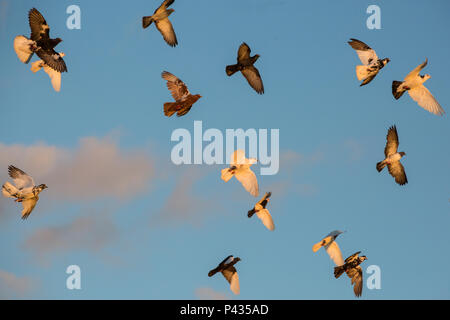 Thamesmead, Londres, Royaume-Uni. 20 Juin, 2018. Certains des 1500 pigeons utilisés pour l'artiste Duc Riley's Fly By Night, l'inauguration de l'ascenseur '18 Greenwich  + Docklands Festival International et 14-18 maintenant au Thamesmead, photographié en vol le long de la Tamise avant la performance. Credit : Mark Kerrison/Alamy Live News Banque D'Images