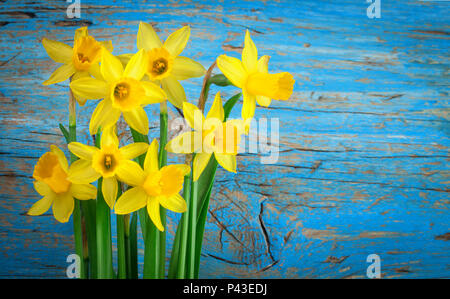 Fond en bois bleu avec des fleurs jaunes jonquilles Banque D'Images