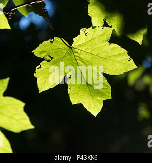 Close-up de feuilles vertes, Cathedral Grove MacMillan Provincial Park Trail, l'île de Vancouver, Colombie-Britannique, Canada Banque D'Images