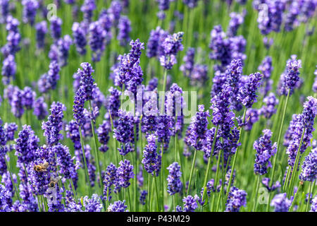 Fleurs parfumées à la lavande Banque D'Images