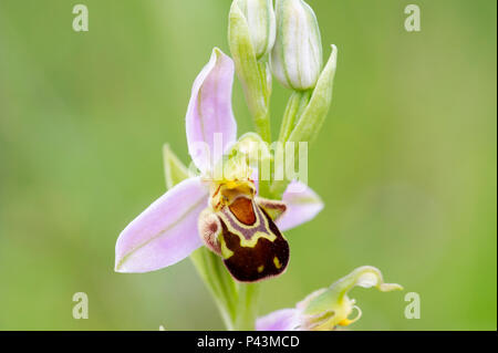 Un autochtone l'orchidée abeille (Ophrys apifera) poussent à l'état sauvage au Royaume-Uni Banque D'Images