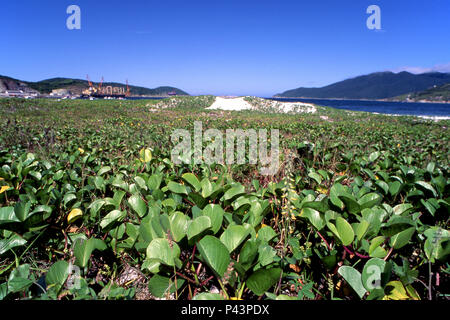 PlantaÃ§Ã£o Praia dos Anjos com porto ao fundo, Arraial do Cabo Rio de Janeiro 1992 Banque D'Images