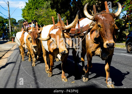 Cavalhada durante un XXXI Festa AUI. PoÃ§os de Caldas/MG, Brasil 25/08/2013. Foto : Alexandre Carvalho / Fotoarena Banque D'Images