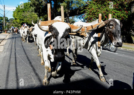 Cavalhada durante un XXXI Festa AUI. PoÃ§os de Caldas/MG, Brasil 25/08/2013. Foto : Alexandre Carvalho / Fotoarena Banque D'Images