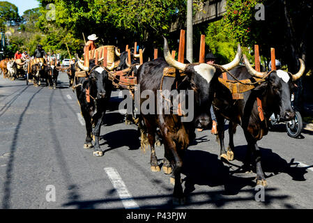 Cavalhada durante un XXXI Festa AUI. PoÃ§os de Caldas/MG, Brasil 25/08/2013. Foto : Alexandre Carvalho / Fotoarena Banque D'Images