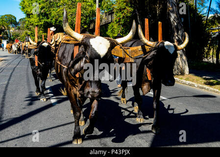 Cavalhada durante un XXXI Festa AUI. PoÃ§os de Caldas/MG, Brasil 25/08/2013. Foto : Alexandre Carvalho / Fotoarena Banque D'Images