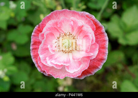 Close-up of a rose et blanc fleur de pavot Shirley double semi au printemps Banque D'Images