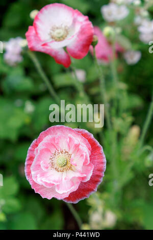 Rose et blanc double fleurs de pavot semi Shirley au printemps Banque D'Images