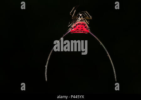 Macracantha arcuata (également connu sous le nom de l'araignée) est une espèce d'orb-weaver spider dans l'épineux (Gasteracantha-orb weaver) genre. Ils peuvent Banque D'Images