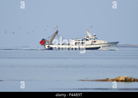 Chalutier "Juan Lloret" suivi d'un troupeau de mouettes près du port de La Savina à Ses Salines (Parc Naturel des Îles Baléares, Formentera, Espagne) Banque D'Images