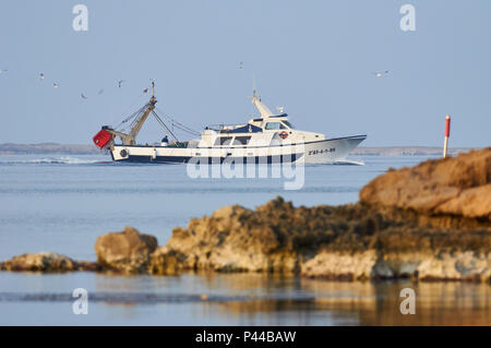 Chalutier "Juan Lloret" suivi d'un troupeau de mouettes près du port de La Savina à Ses Salines (Parc Naturel des Îles Baléares, Formentera, Espagne) Banque D'Images