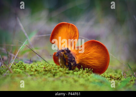 Omphalotus olearius toxiques dans la forêt de champignons Banque D'Images
