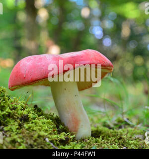 Russula sanguinaria mushroom, communément connu sous le nom de bloody brittlegill Banque D'Images