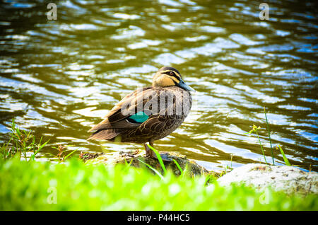 Canard noir du pacifique Banque D'Images