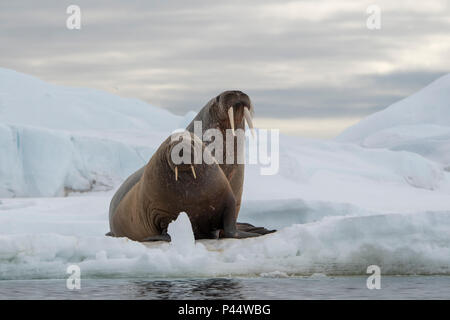 La Norvège, Svalbard, Nordaustlandet, Austfonna. Le morse (Odobenus rosmarus) sur la glace. Banque D'Images