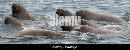 La Norvège, Svalbard, Nordaustlandet, Austfonna. Le morse (Odobenus rosmarus) natation. Banque D'Images