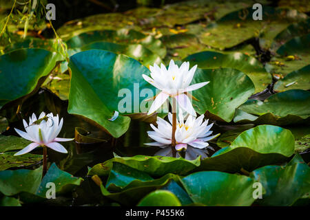Des fleurs de lotus dans l'étang, trois fleurs, blanc avec de légers accents rose Banque D'Images