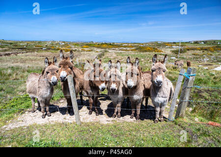 Domaine des ânes irlandais dans l'ouest de l'Irlande Banque D'Images