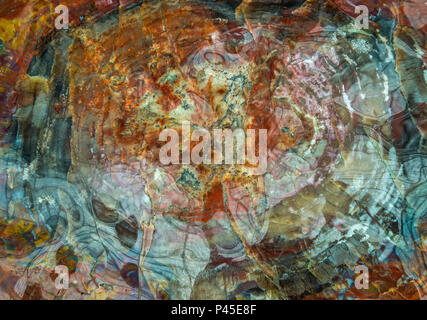 Tronc d'arbre pétrifié de section polie avec joints toriques. 225 millions d'années (arbres Araucarioxylon arizonicum) de l'Arizona. Tree s'est tourné vers la pierre. Banque D'Images