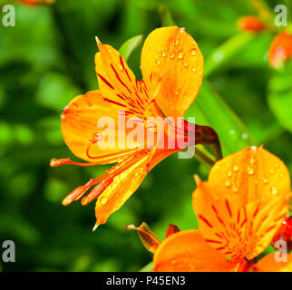 L'Alstroemeria fleurs, communément appelée la Lys péruviens ou lis des Incas, est une plante de la famille Alstroemeriaceae, Angleterre Banque D'Images